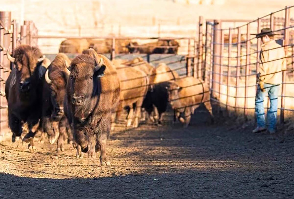 Bison Rancher Profile - Meet Conner Buchholtz