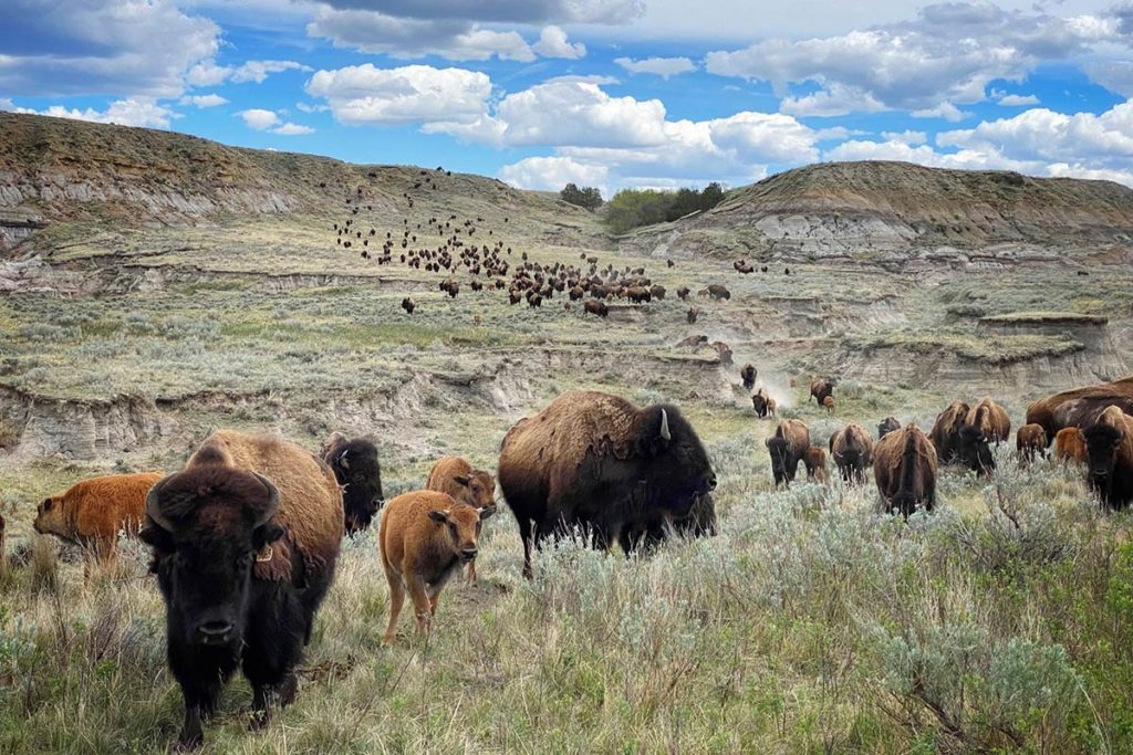Ten Fascinating Facts About Bison
